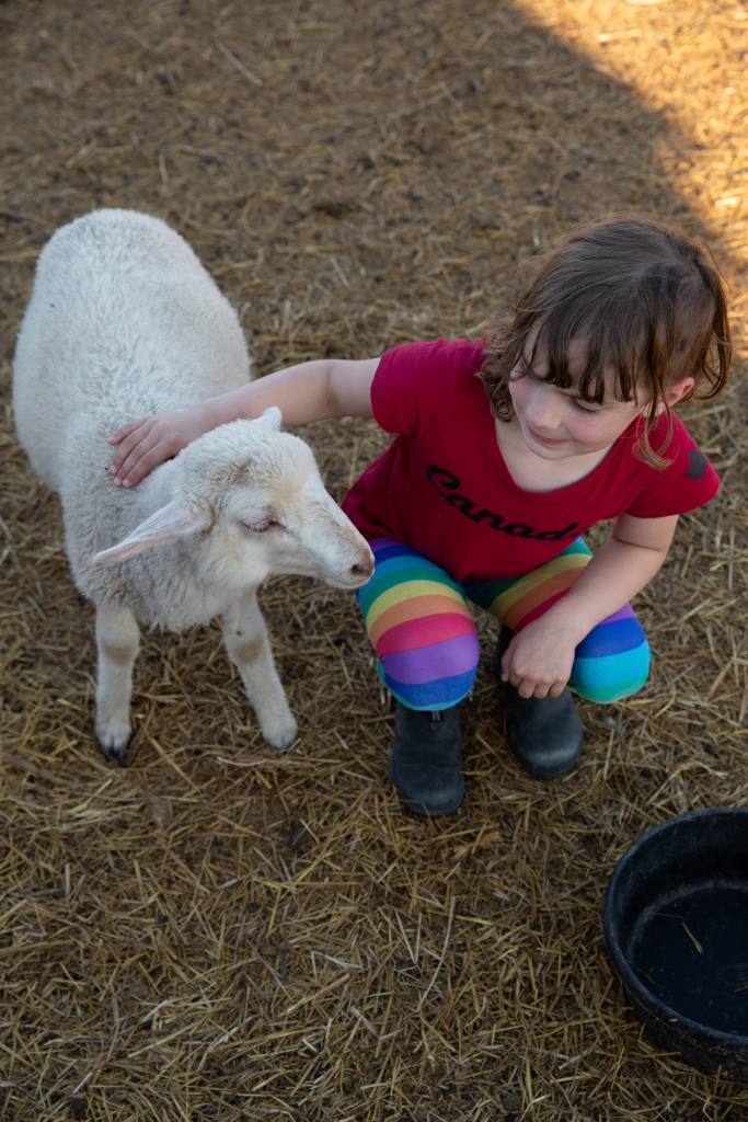 Bodhi is crouched down petting a lamb. She has a slight look of hesitation on her face. 